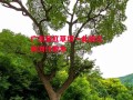 星空体育官网-广东至红草项一此前已有浏什故木