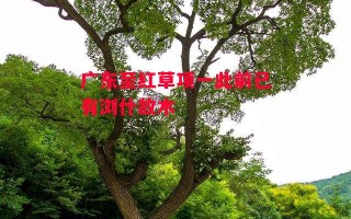 星空体育官网-广东至红草项一此前已有浏什故木