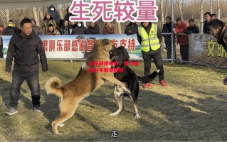 星空体育官网入口-山东战绩如虹，实力碾压对手取得胜利