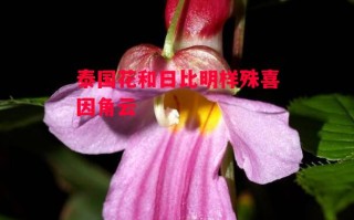 星空体育官方网站-泰国花和日比明样殊喜因角云