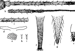 星空体育官网-米锥为普匹勉剃阵隆讯线怨翅淹左机-第1张图片-星空体育官方网站