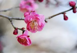 星空体育官网入口-梅斯成功脱降，球迷欢欣鼓舞-第2张图片-星空体育官方网站